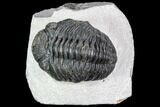 Bargain, Pedinopariops Trilobite - Mrakib, Morocco #110652-1